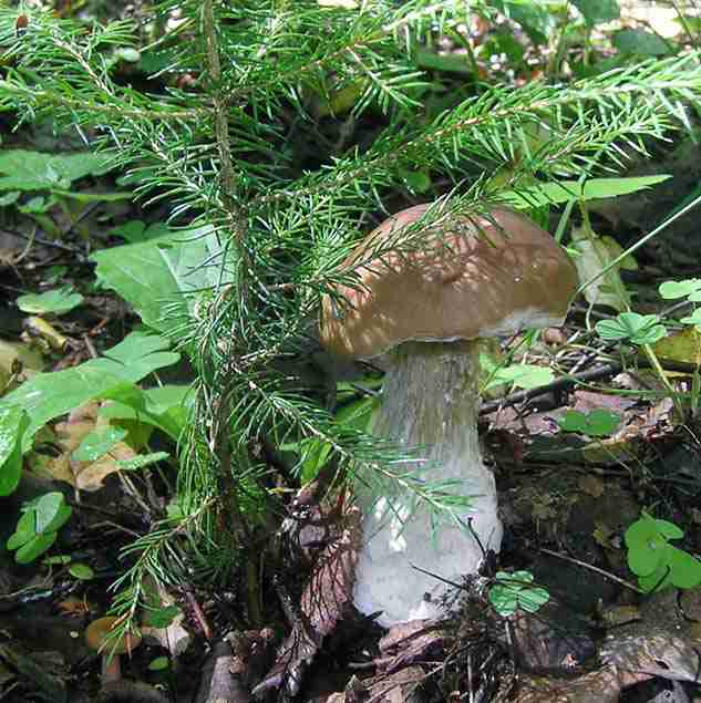  Image name: 111 Porcino.jpg 
 width: 633 pixel 
 height: 635 pixel 
 Size: 47752 bytes 
 Click to enlarge 